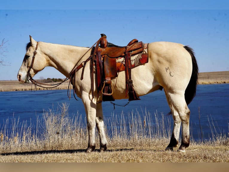 American Quarter Horse Wallach 12 Jahre 155 cm Buckskin in Brandon, SD