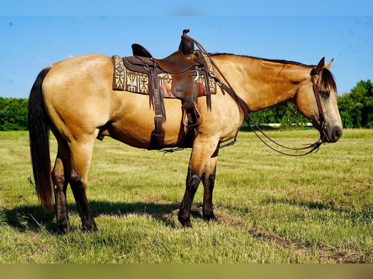 American Quarter Horse Wallach 12 Jahre 155 cm Buckskin in Valley Springs, SD