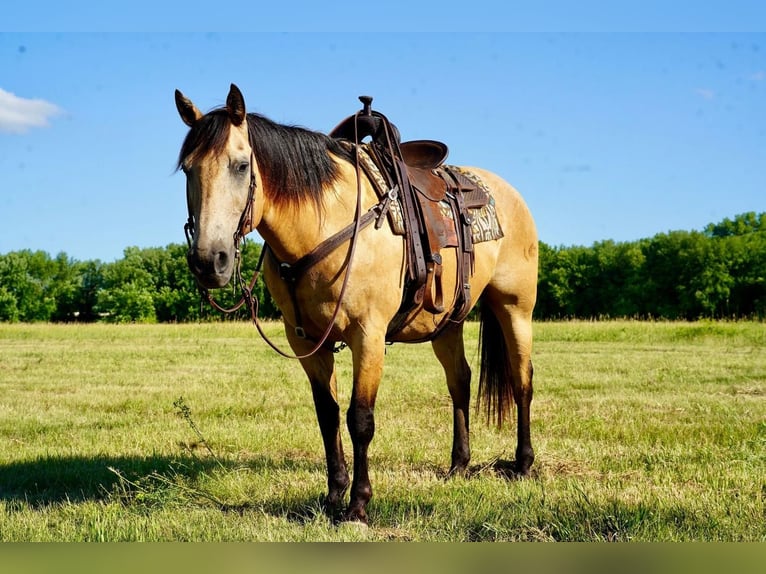American Quarter Horse Wallach 12 Jahre 155 cm Buckskin in Valley Springs, SD