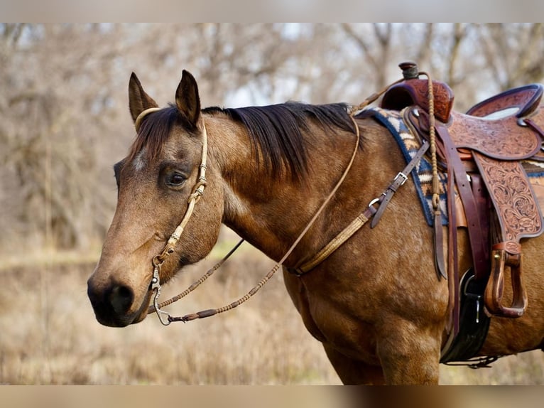 American Quarter Horse Wallach 12 Jahre 155 cm Buckskin in Valley Springs