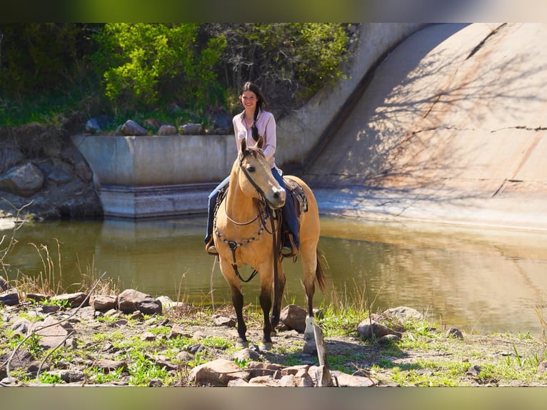 American Quarter Horse Wallach 12 Jahre 155 cm Buckskin in Corsica, SD