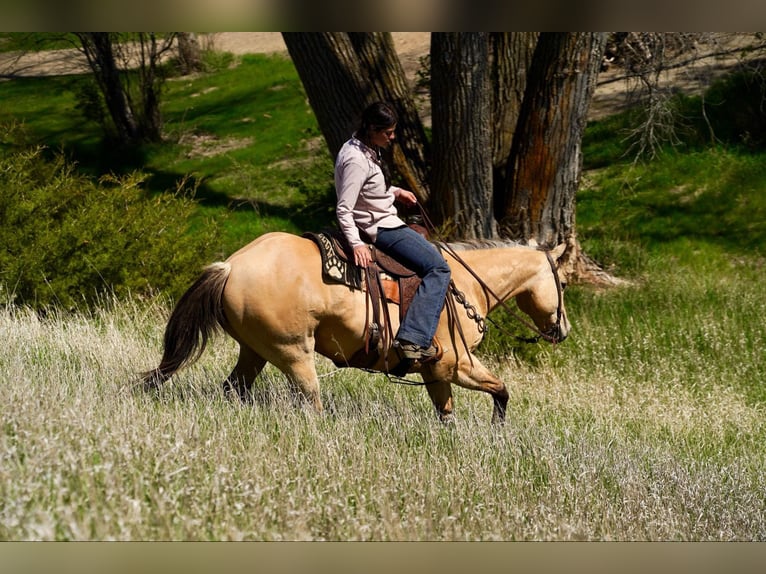 American Quarter Horse Wallach 12 Jahre 155 cm Buckskin in Corsica, SD