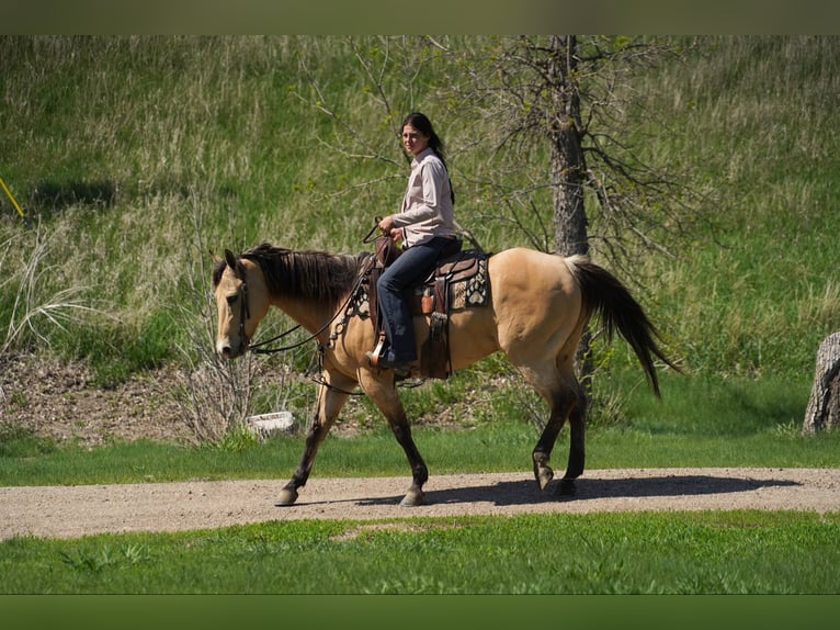 American Quarter Horse Wallach 12 Jahre 155 cm Buckskin in Corsica, SD