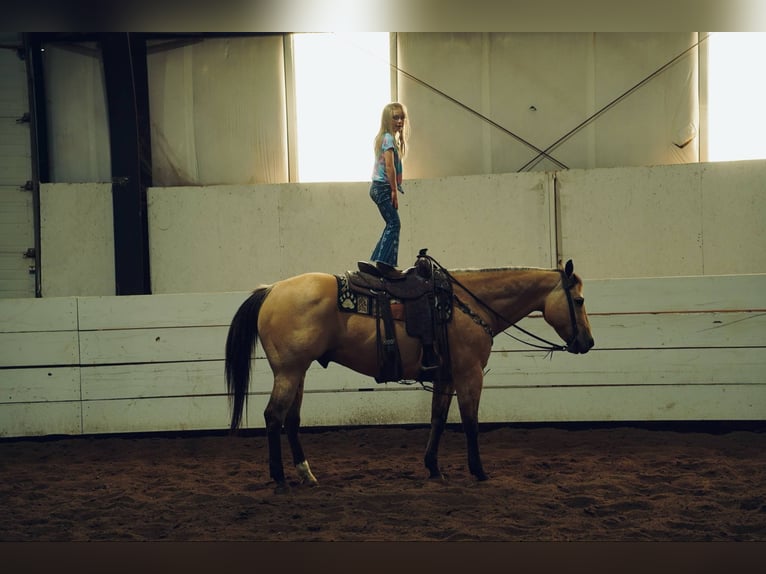 American Quarter Horse Wallach 12 Jahre 155 cm Buckskin in Corsica, SD