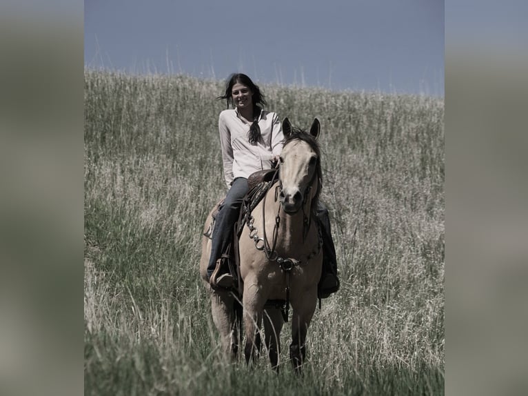 American Quarter Horse Wallach 12 Jahre 155 cm Buckskin in Corsica, SD