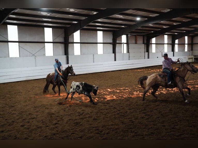 American Quarter Horse Wallach 12 Jahre 155 cm Buckskin in Corsica, SD