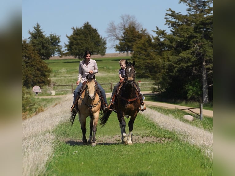American Quarter Horse Wallach 12 Jahre 155 cm Buckskin in Corsica, SD