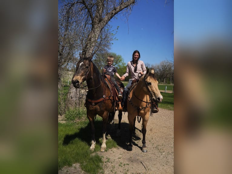 American Quarter Horse Wallach 12 Jahre 155 cm Buckskin in Corsica, SD