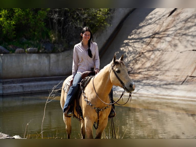 American Quarter Horse Wallach 12 Jahre 155 cm Buckskin in Corsica, SD