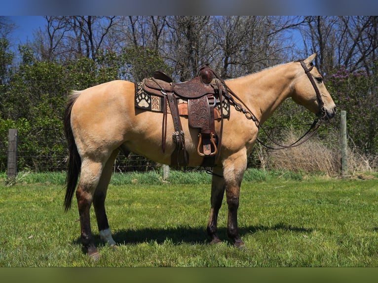 American Quarter Horse Wallach 12 Jahre 155 cm Buckskin in Corsica, SD