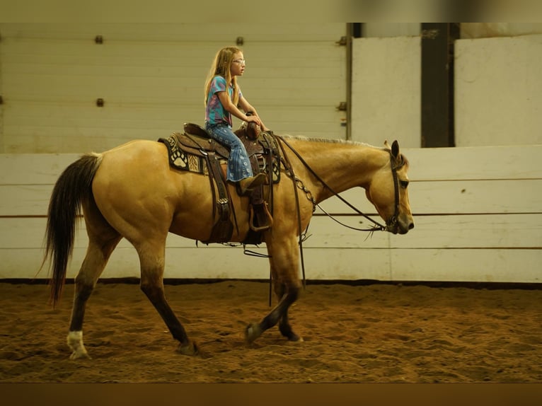 American Quarter Horse Wallach 12 Jahre 155 cm Buckskin in Corsica, SD