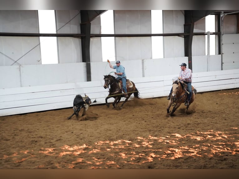 American Quarter Horse Wallach 12 Jahre 155 cm Buckskin in Corsica, SD