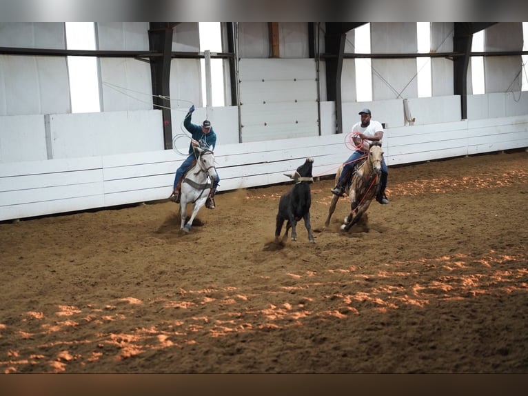 American Quarter Horse Wallach 12 Jahre 155 cm Buckskin in Corsica, SD