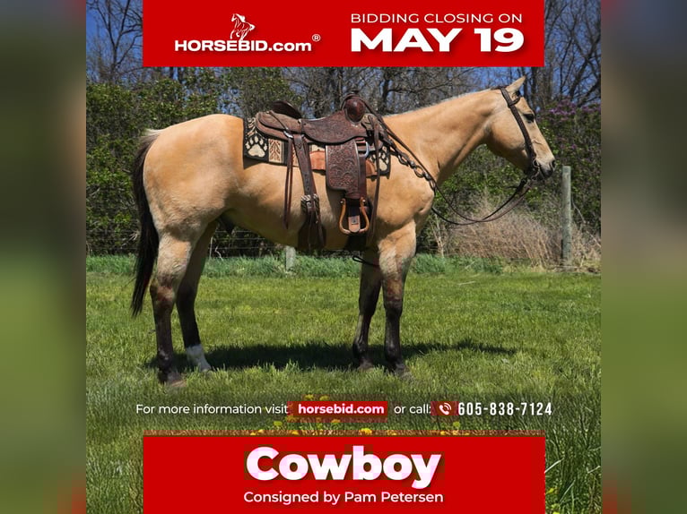 American Quarter Horse Wallach 12 Jahre 155 cm Buckskin in Corsica, SD