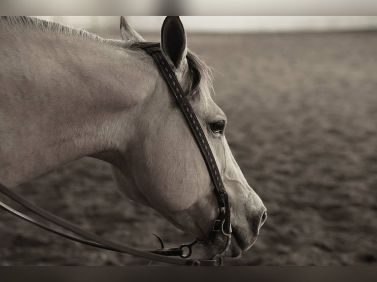 American Quarter Horse Wallach 12 Jahre 155 cm Buckskin in Corsica, SD