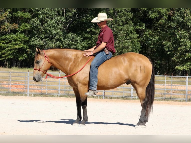 American Quarter Horse Wallach 12 Jahre 155 cm Buckskin in Purdy, MO