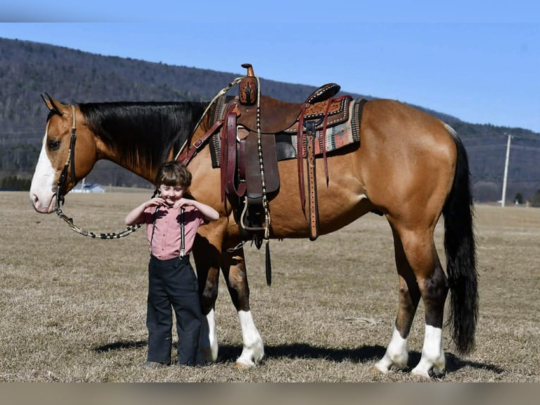 American Quarter Horse Wallach 12 Jahre 155 cm Buckskin in Rebersburg