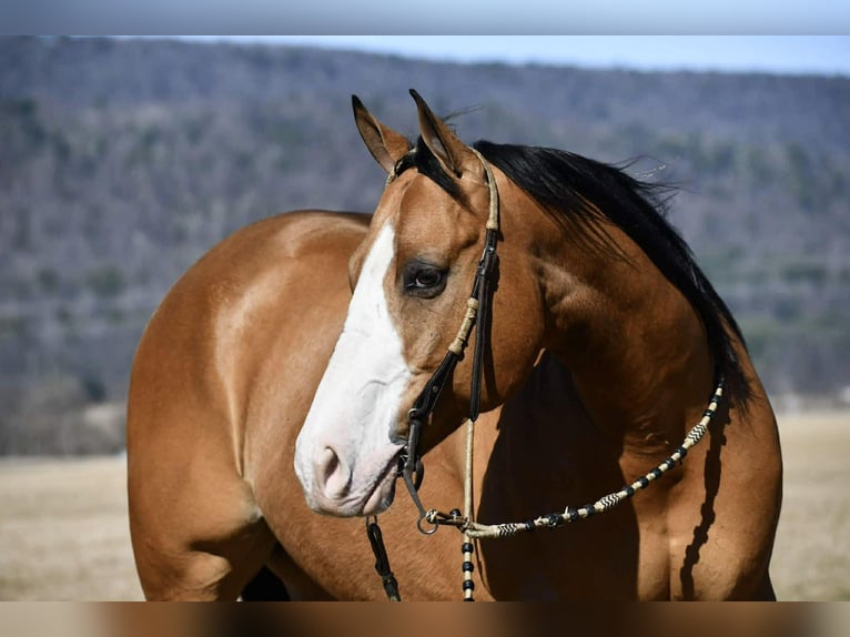American Quarter Horse Wallach 12 Jahre 155 cm Buckskin in Rebersburg