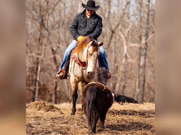 American Quarter Horse Wallach 12 Jahre 155 cm Buckskin in Santa Fe