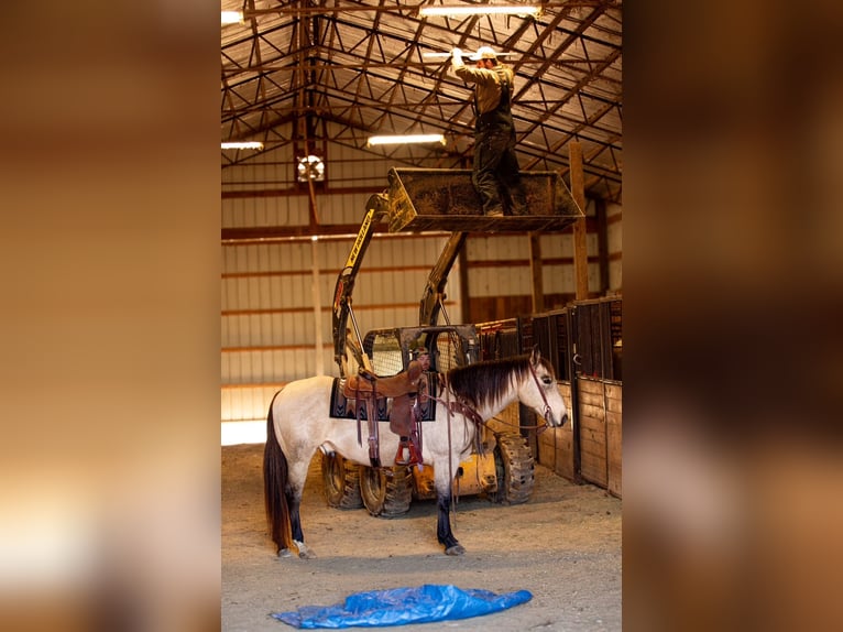 American Quarter Horse Wallach 12 Jahre 155 cm Buckskin in Santa Fe