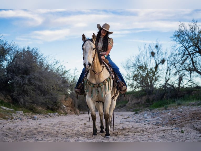 American Quarter Horse Wallach 12 Jahre 155 cm Buckskin in Wickenburg