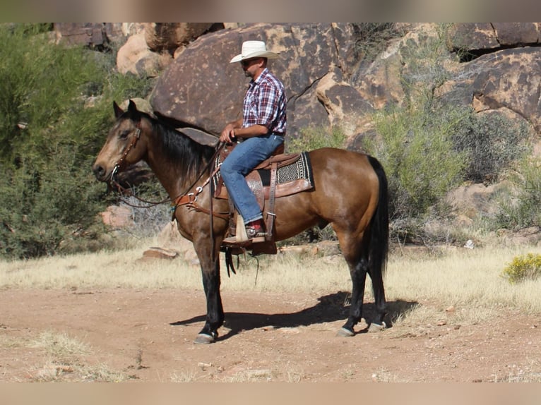 American Quarter Horse Wallach 12 Jahre 155 cm Buckskin in Congress AZ