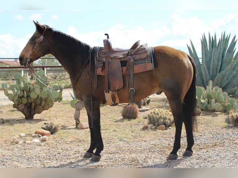 American Quarter Horse Wallach 12 Jahre 155 cm Buckskin in Congress AZ