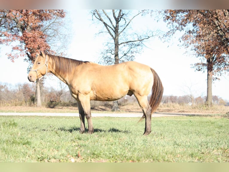 American Quarter Horse Wallach 12 Jahre 155 cm Buckskin in North Judson IN