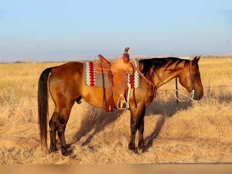 American Quarter Horse Wallach 12 Jahre 155 cm Buckskin in Pleasant Grove CA