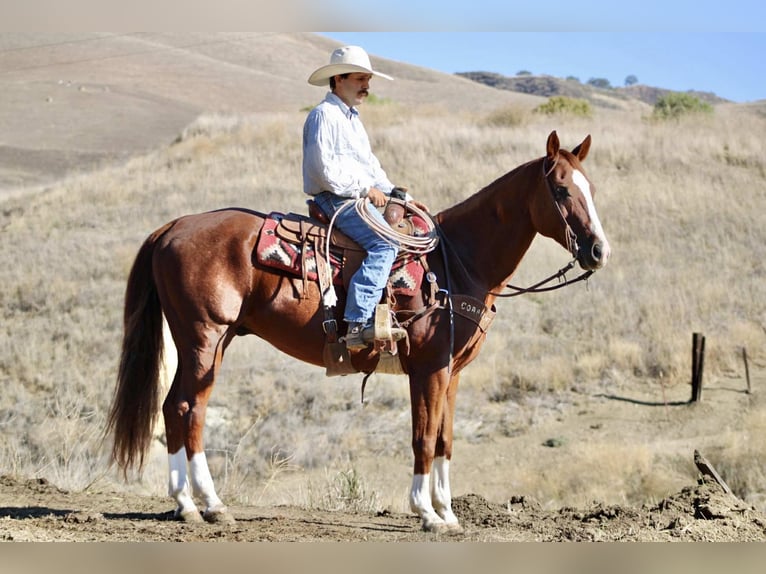 American Quarter Horse Wallach 12 Jahre 155 cm Dunkelfuchs in Paicines CA