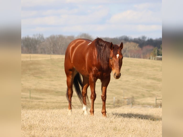 American Quarter Horse Wallach 12 Jahre 155 cm Dunkelfuchs in Hardinsburg IN