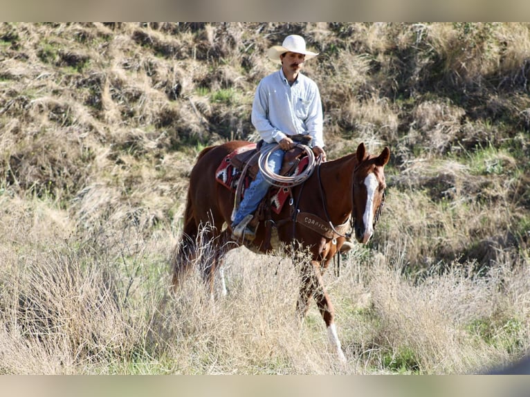 American Quarter Horse Wallach 12 Jahre 155 cm Dunkelfuchs in Paicines CA