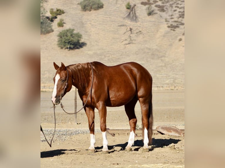 American Quarter Horse Wallach 12 Jahre 155 cm Dunkelfuchs in Paicines CA