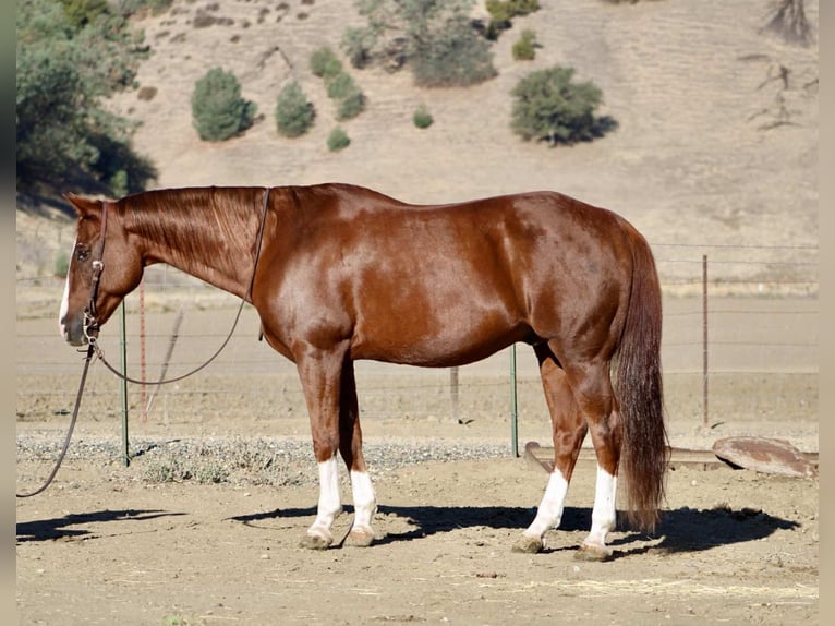 American Quarter Horse Wallach 12 Jahre 155 cm Dunkelfuchs in Paicines CA