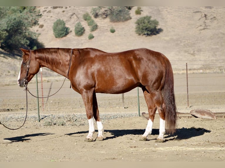 American Quarter Horse Wallach 12 Jahre 155 cm Dunkelfuchs in Paicines CA
