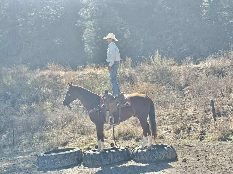 American Quarter Horse Wallach 12 Jahre 155 cm Dunkelfuchs in Paicines CA