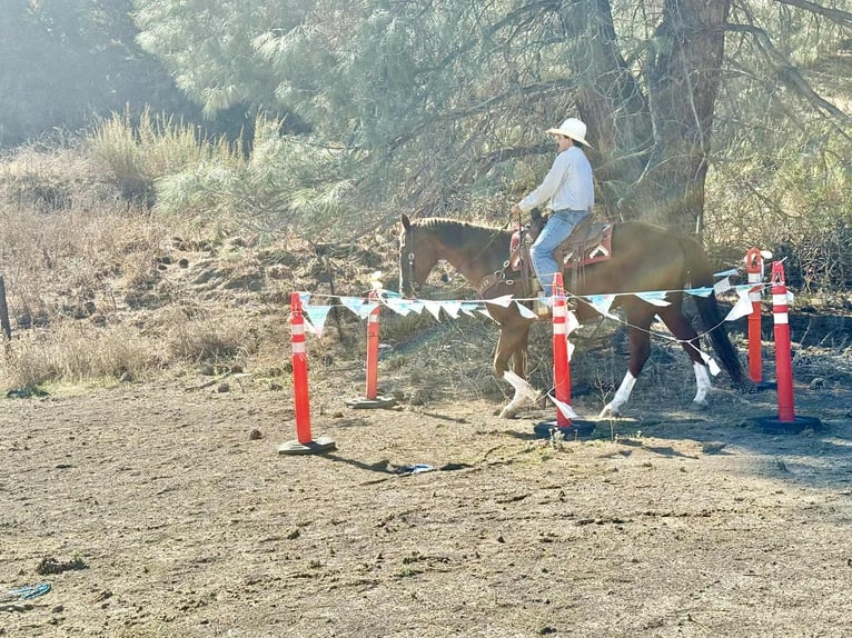 American Quarter Horse Wallach 12 Jahre 155 cm Dunkelfuchs in Paicines CA