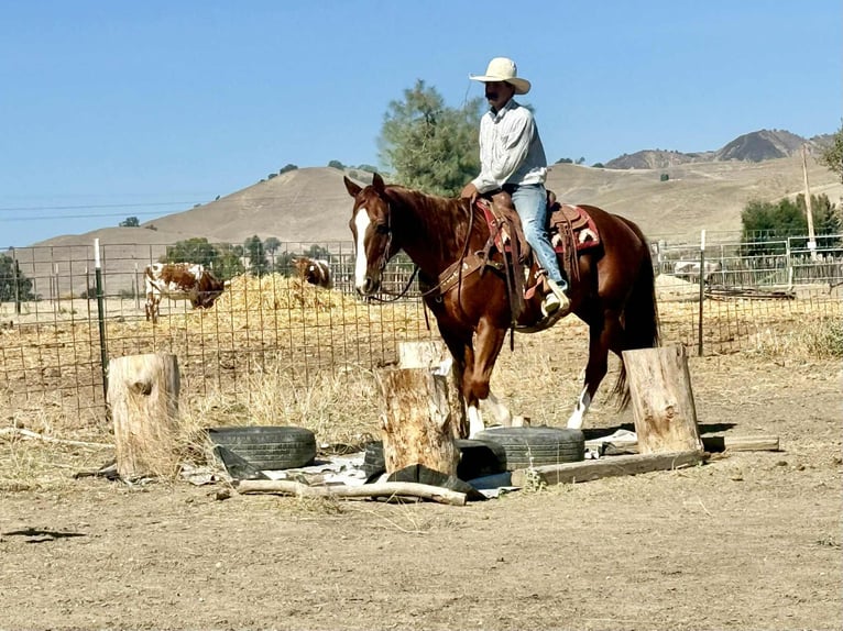 American Quarter Horse Wallach 12 Jahre 155 cm Dunkelfuchs in Paicines CA