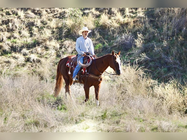 American Quarter Horse Wallach 12 Jahre 155 cm Dunkelfuchs in Paicines CA
