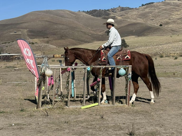 American Quarter Horse Wallach 12 Jahre 155 cm Dunkelfuchs in Paicines CA