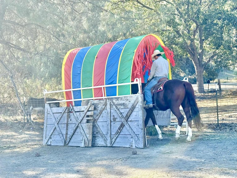American Quarter Horse Wallach 12 Jahre 155 cm Dunkelfuchs in Paicines CA