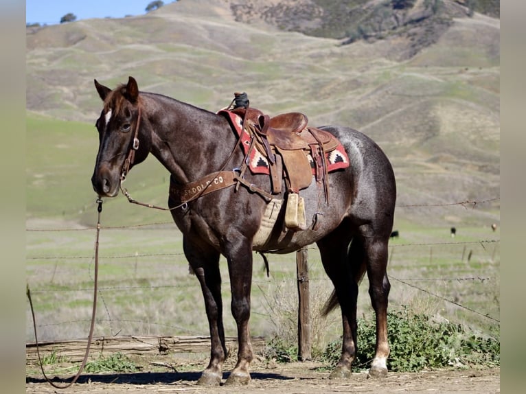 American Quarter Horse Wallach 12 Jahre 155 cm Dunkelfuchs in Paicines CA