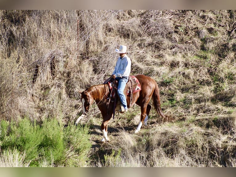 American Quarter Horse Wallach 12 Jahre 155 cm Dunkelfuchs in Paicines CA