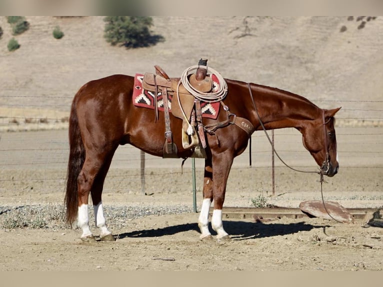 American Quarter Horse Wallach 12 Jahre 155 cm Dunkelfuchs in Paicines CA