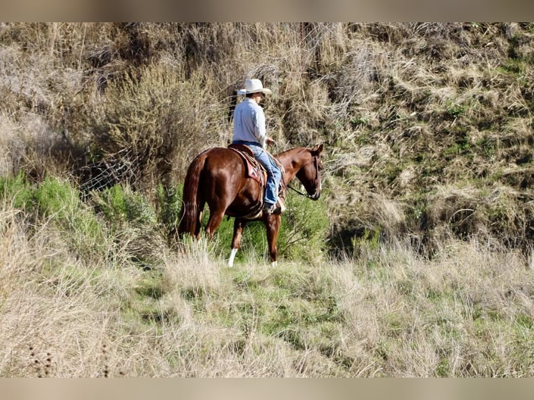 American Quarter Horse Wallach 12 Jahre 155 cm Dunkelfuchs in Paicines CA