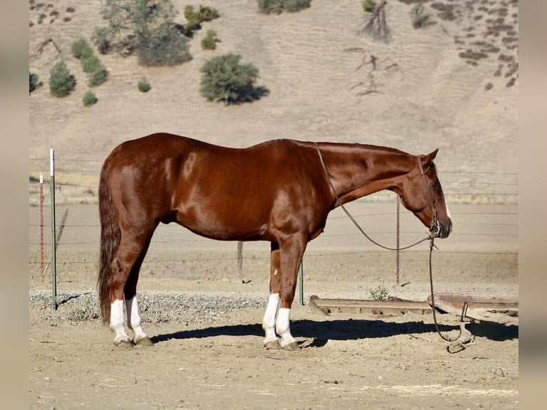 American Quarter Horse Wallach 12 Jahre 155 cm Dunkelfuchs in Paicines CA