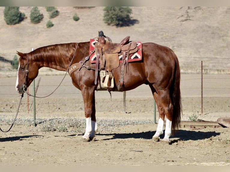 American Quarter Horse Wallach 12 Jahre 155 cm Dunkelfuchs in Paicines CA