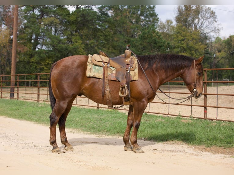 American Quarter Horse Wallach 12 Jahre 155 cm Dunkelfuchs in Rusk Tx