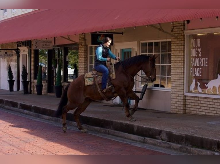 American Quarter Horse Wallach 12 Jahre 155 cm Dunkelfuchs in Rusk TX
