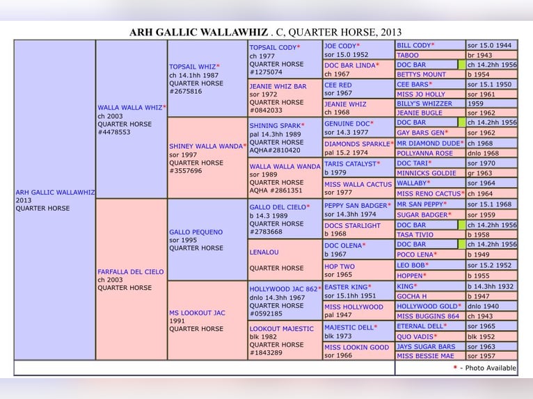 American Quarter Horse Wallach 12 Jahre 155 cm Dunkelfuchs in Poing